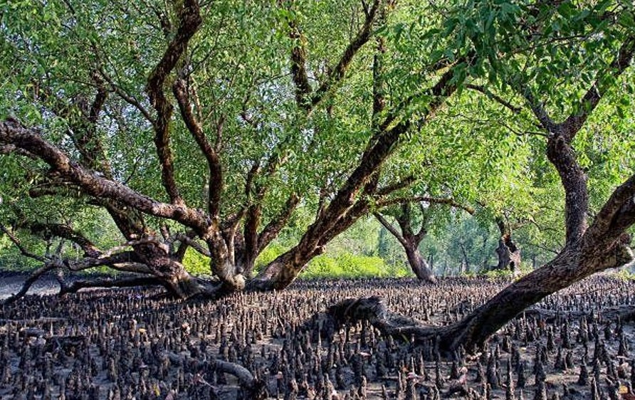 SundarbansMangrove
